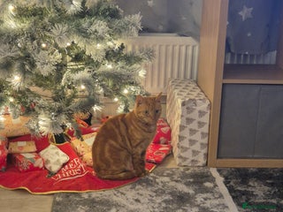 Domestic Shorthair cats Cat for sale - Advert 8