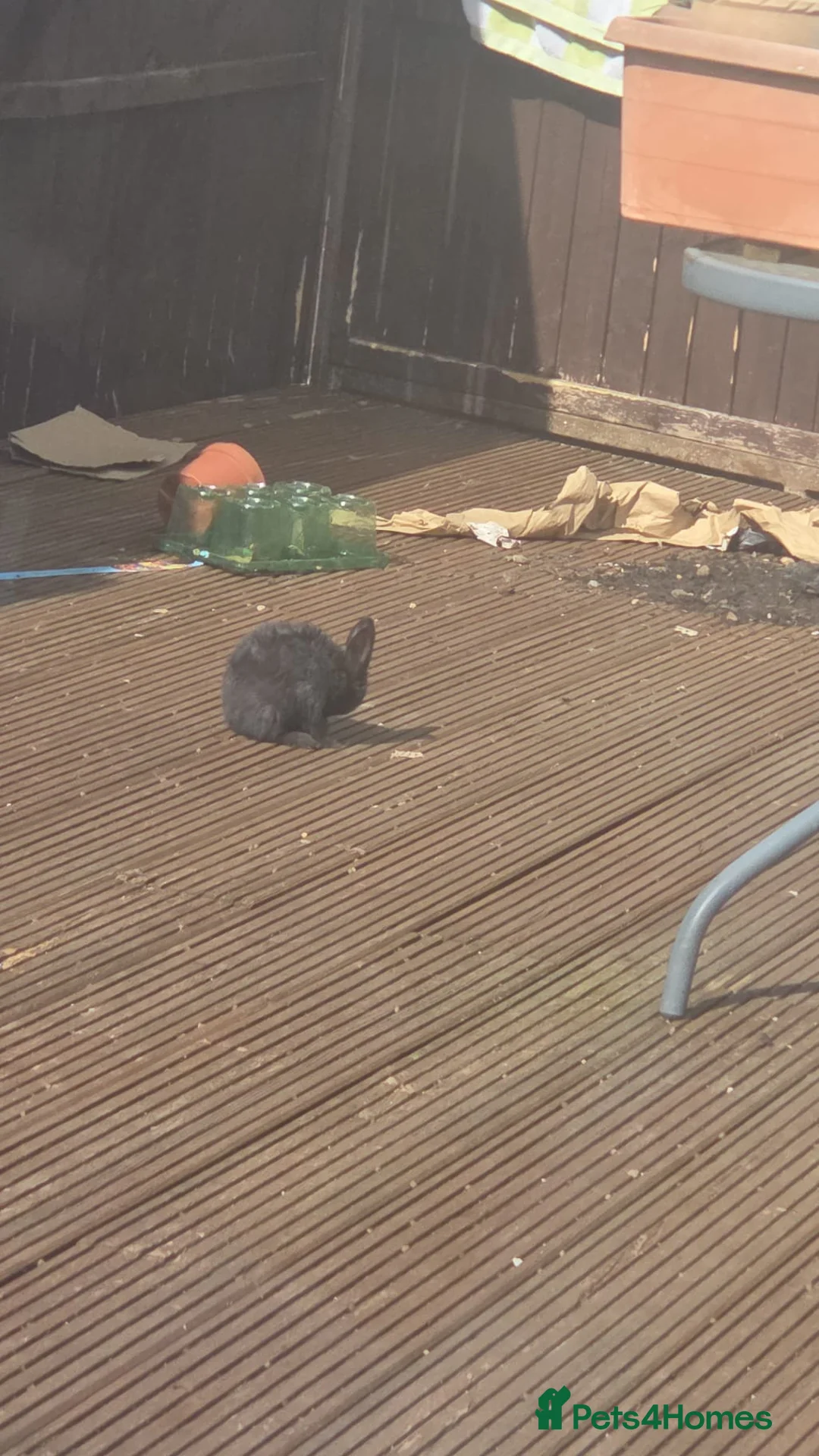 Mixed Breed rabbits for sale: Selling Baby Rabbits and Parents - Advert 2