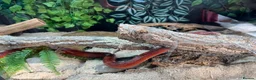 Corn Snake reptiles for sale: Corn snake with Vivarium  in Wirral - Advert 5