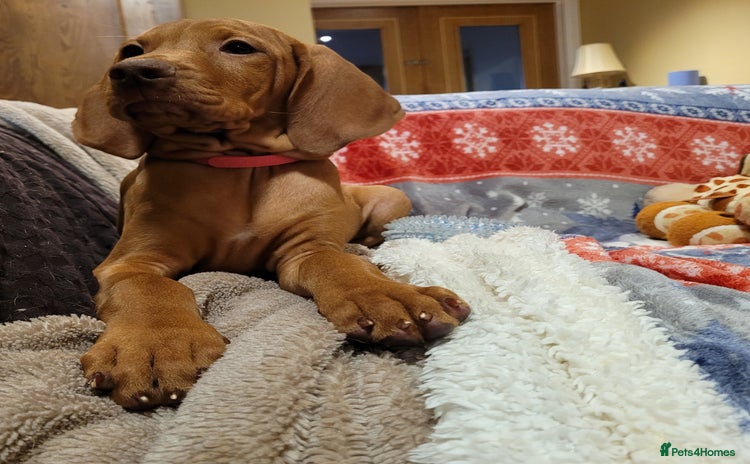 Hungarian Vizsla dogs - Advert 2
