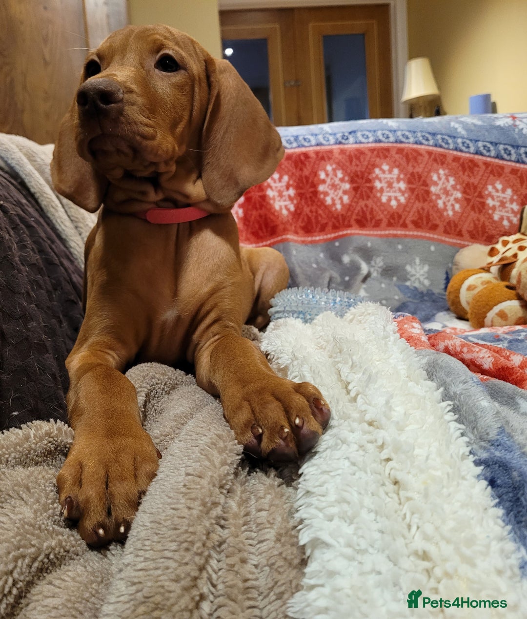 Hungarian Vizsla dogs for sale: Exceptional Vizsla Puppies - 5* Licenced Breeder  - Image 4