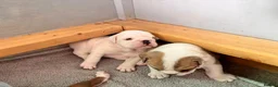 English Bulldog dogs for sale: 3 Red and white English bulldogs - Advert 6