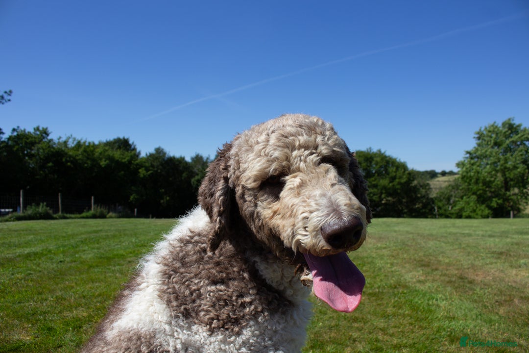 Labradoodle dogs for stud: Labradoodle Stud - Image 6