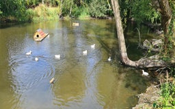 Ducks poultry for sale: CALL DUCKS FOR SALE AS PAIRS - Image 3