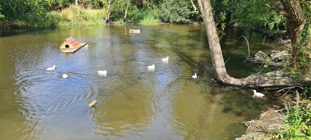Ducks poultry for sale: CALL DUCKS FOR SALE AS PAIRS - Image 3