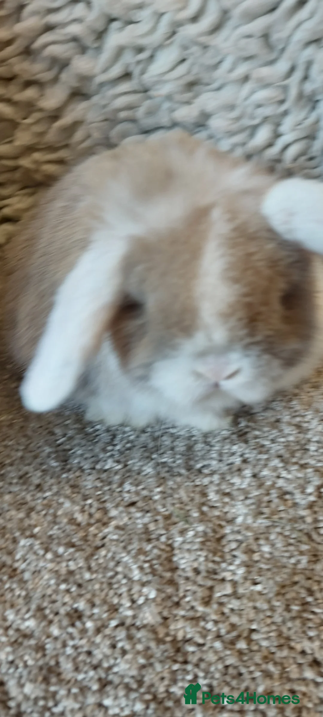 Mini Lop rabbits for sale:  3 Beautifull minilop babys ready to reserve  - Advert 2