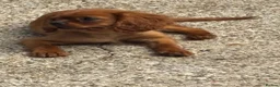 Cavalier King Charles Spaniel dogs for sale: Cavalier King Charles  - Advert 24