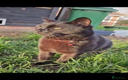 Mixed Breed cats for sale: Stunning Black Male Cat - Image 5
