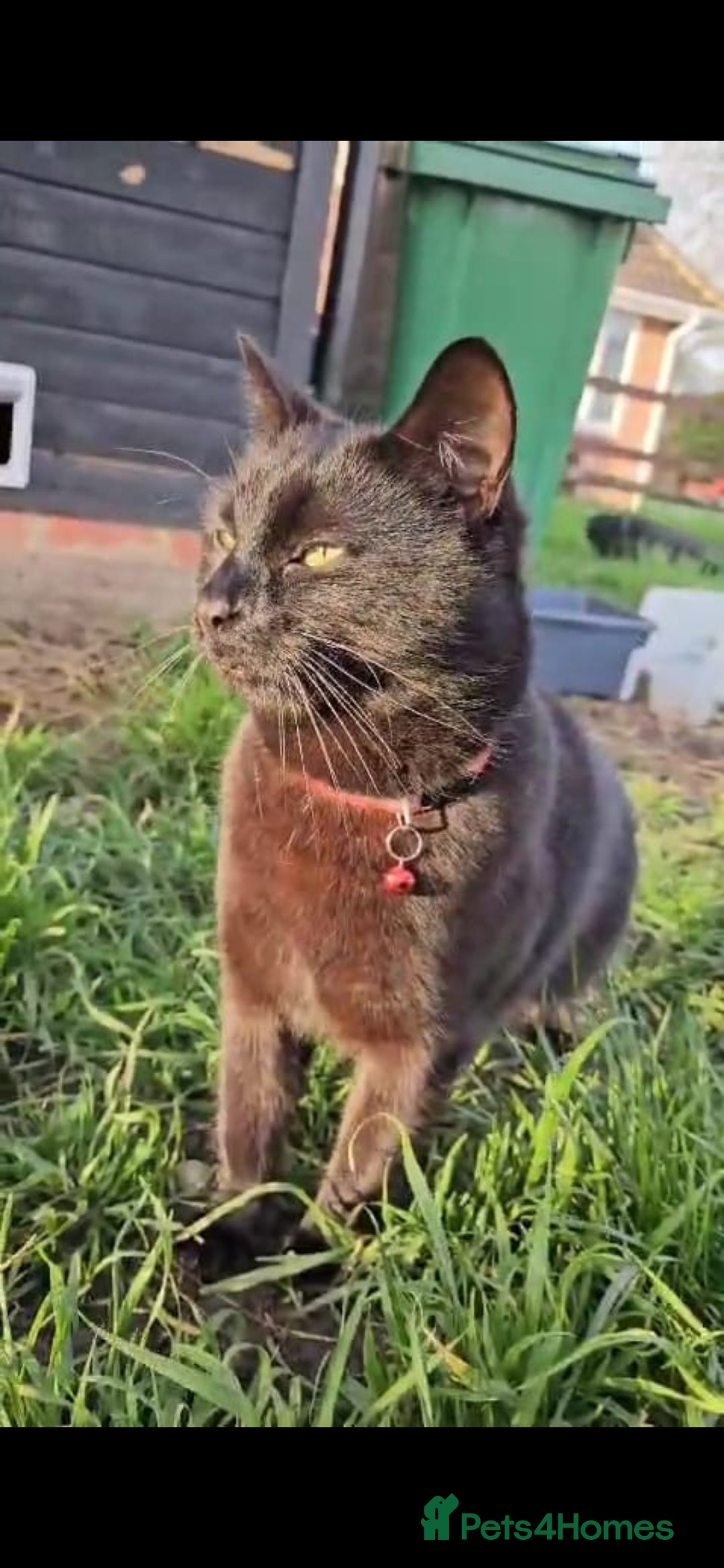 Mixed Breed cats for sale: Stunning Black Male Cat - Image 5