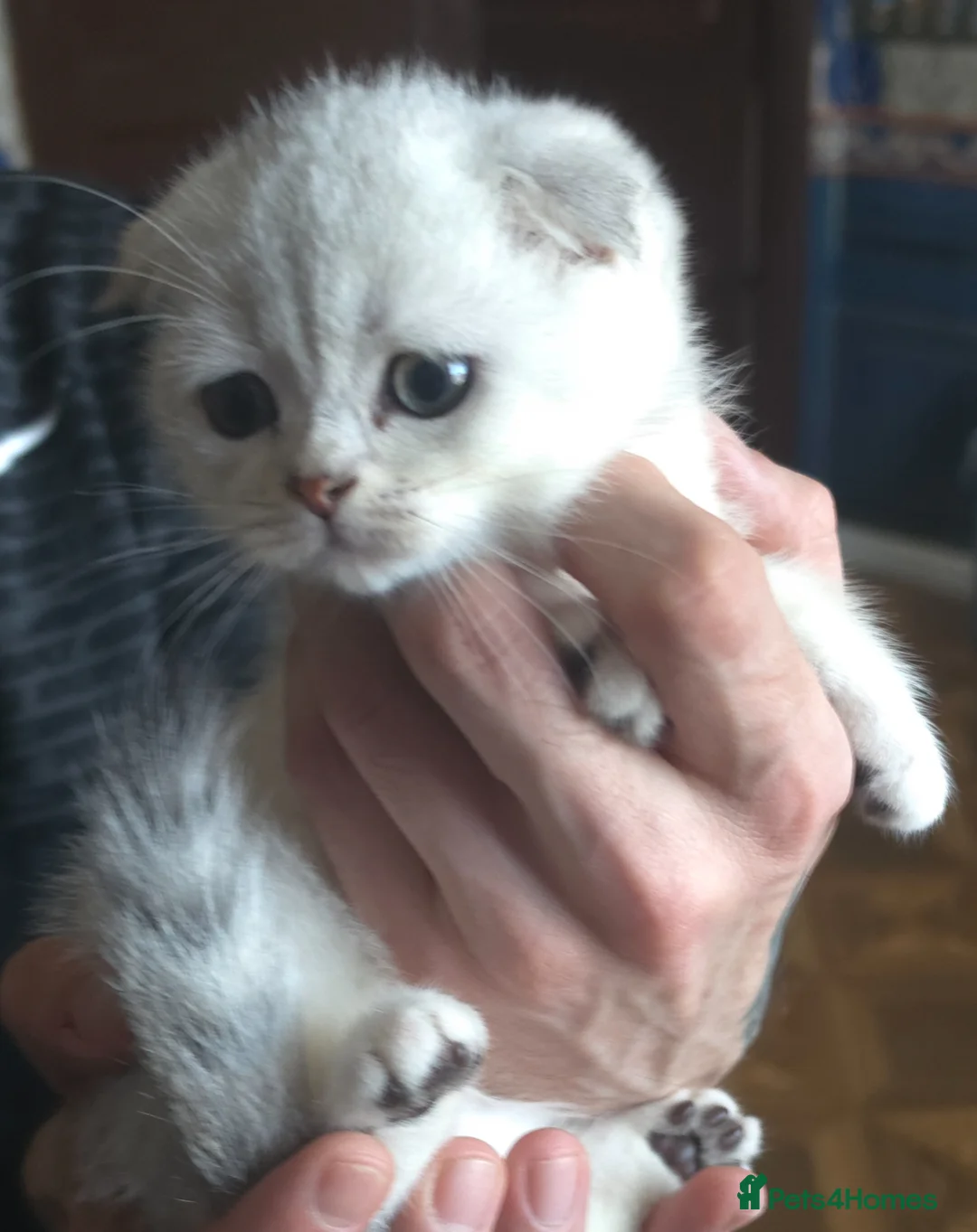 British Shorthair cats for sale: 🥰💞💓 LAST BOY   KITTEN SCOTTISH RARE COLOR - Advert 1