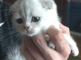 British Shorthair cats 🥰💞💓 LAST BOY KITTEN SCOTTISH RARE COLOR - Advert 16