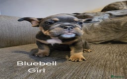 Mixed Breed dogs for sale: Tri English bulldog French mix (frenglish) - Image 3