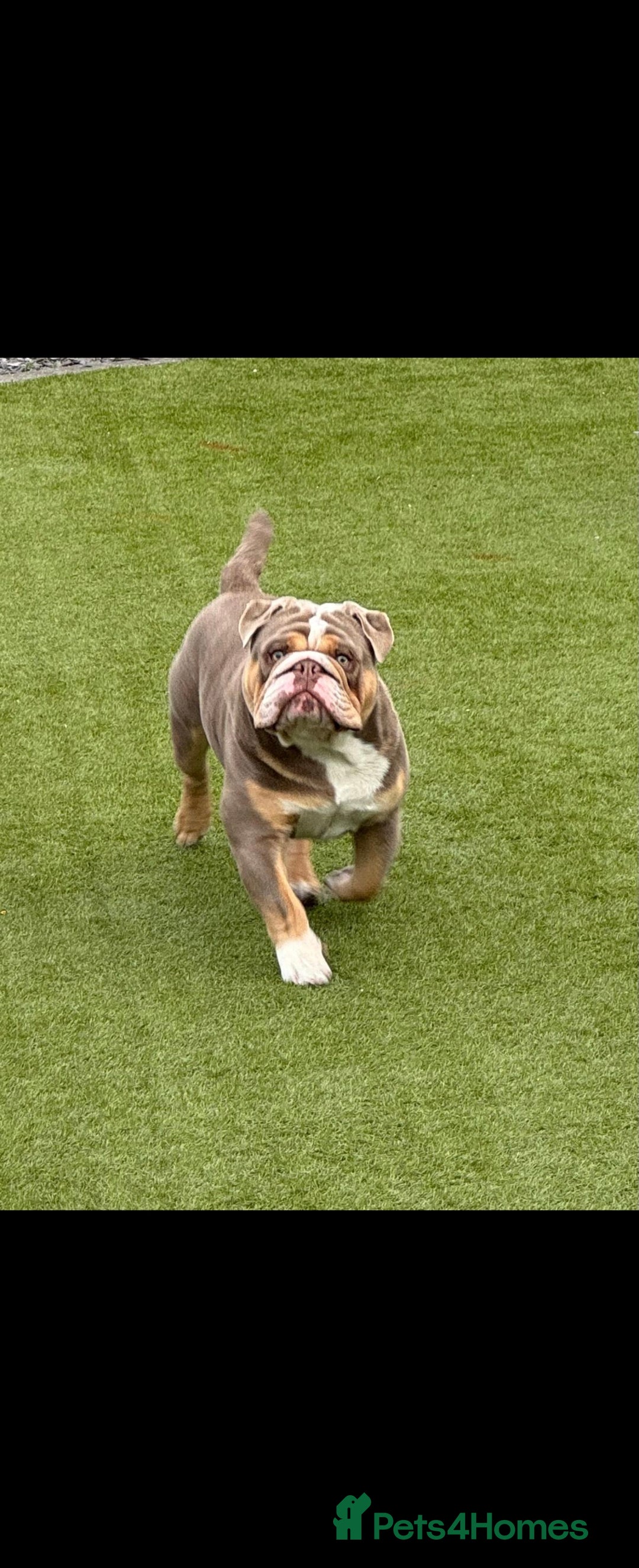 English Bulldog dogs for stud: RUBBLE FOR STUD - Advert 3