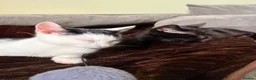 Mixed Breed cats for sale: Two male kittens - Advert 2