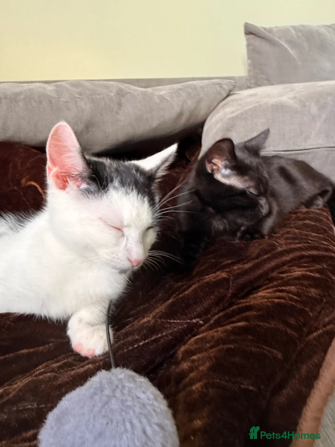 Mixed Breed cats for sale: Two male kittens - Advert 2