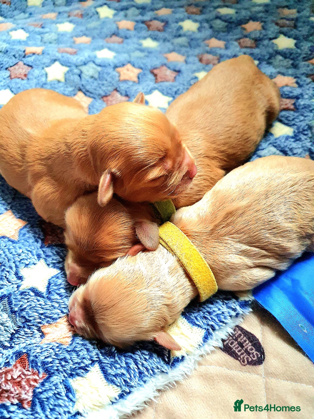 Mixed Breed dogs for sale: Beautiful red and fawn colour Cavapoochons pups - Advert 30