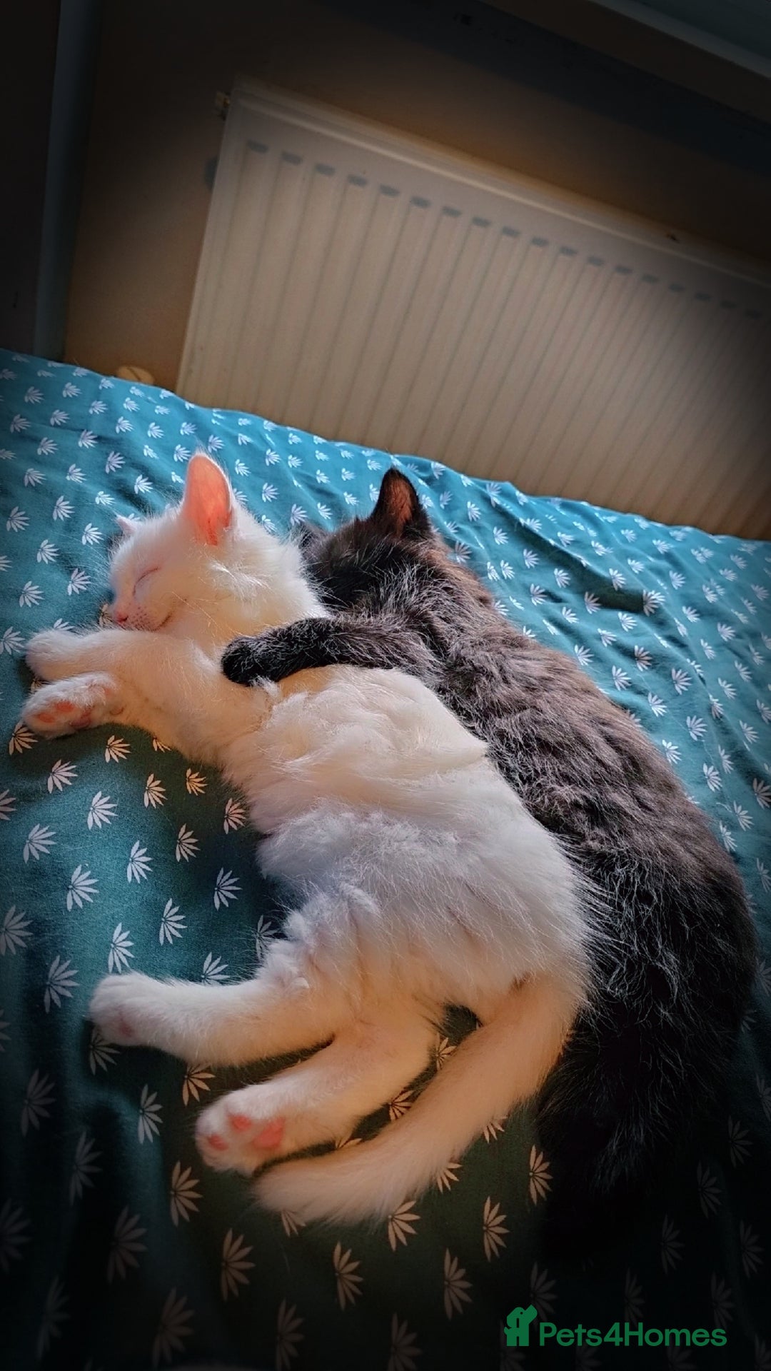 Turkish Angora cats for sale: Adorable 2 Kittens - Image 6