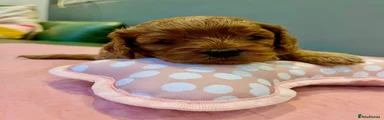Cavapoo 4