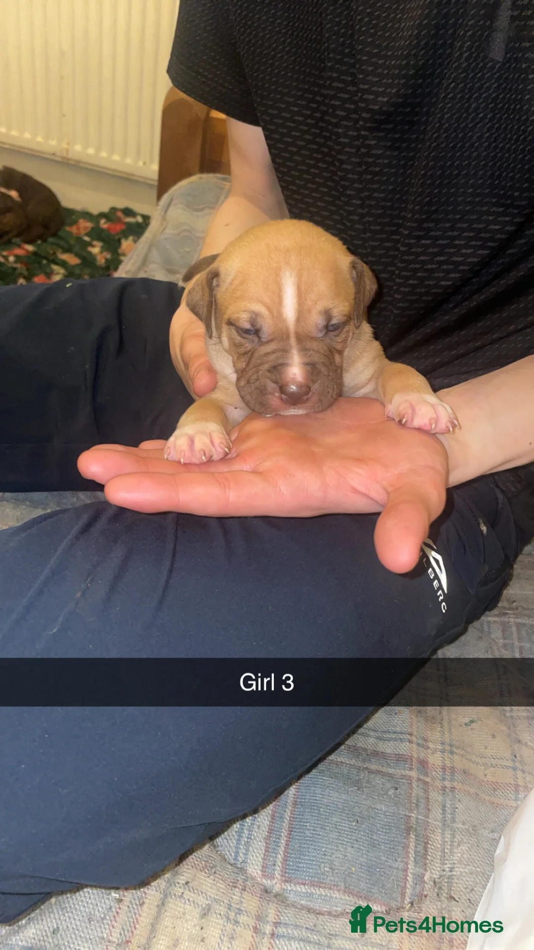 Mixed Breed dogs for sale: American bully x American bulldog puppies - Advert 4