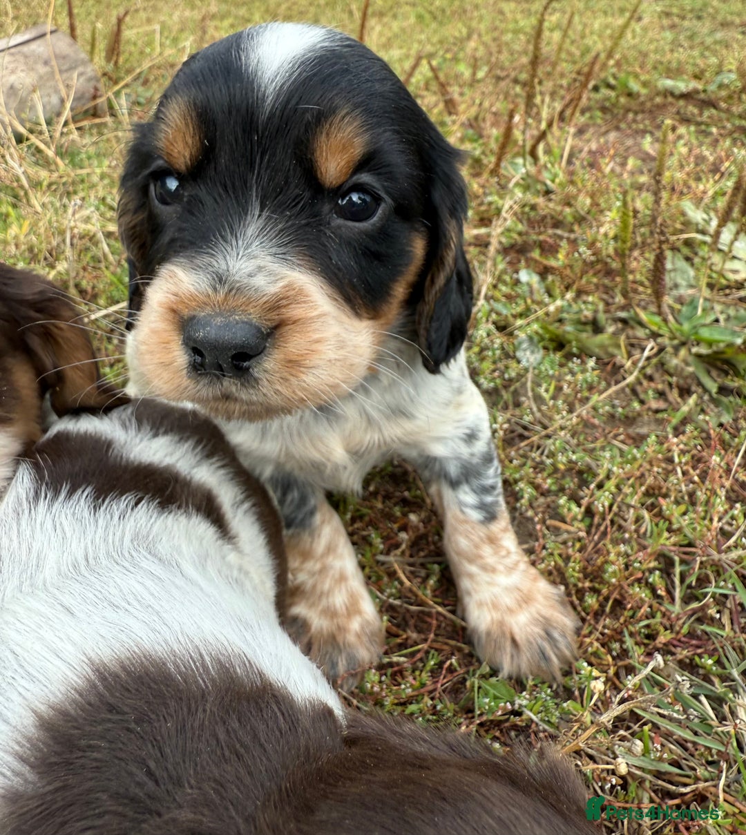 Cocker Spaniel dogs for sale: Extensively Health Tested KC Registered  - Image 2