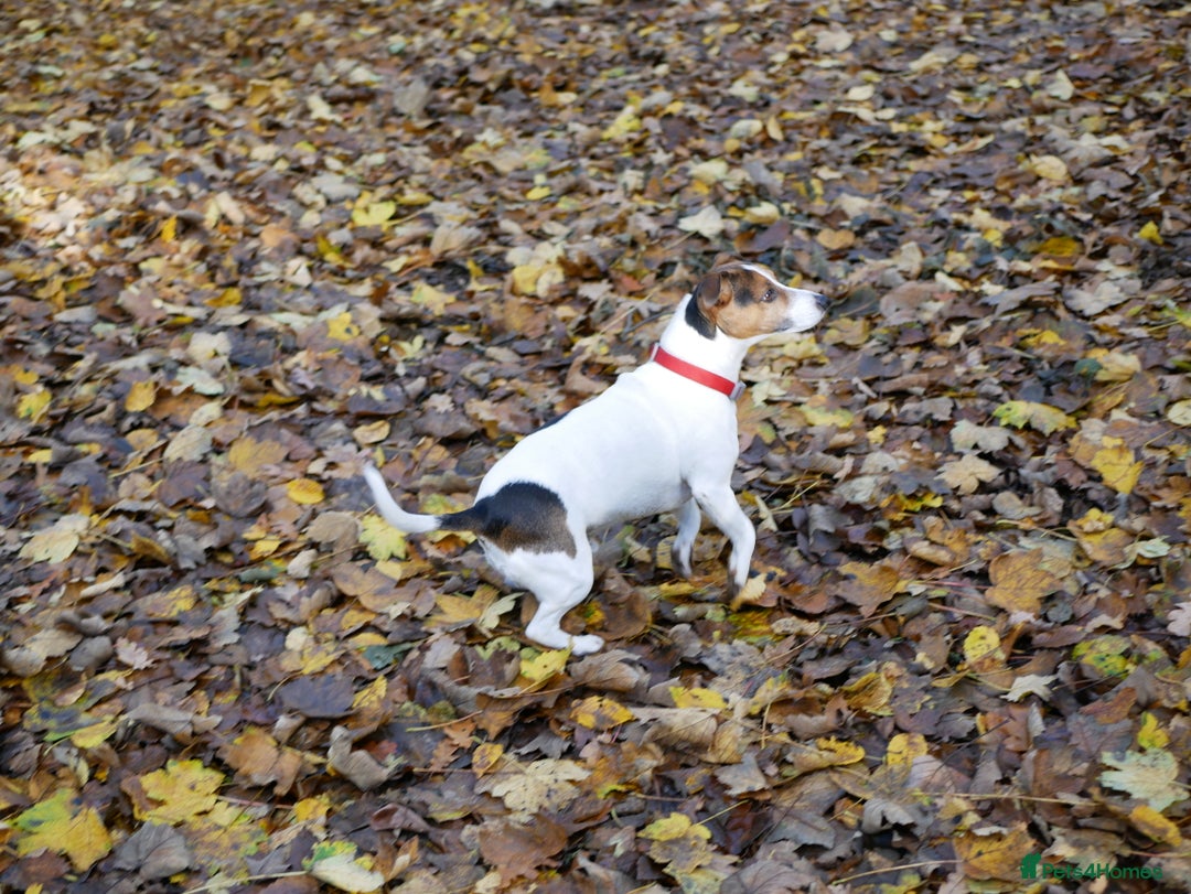 Jack Russell dogs for stud: Jack Russel for stud - Image 4