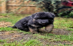 German Shepherd dogs for sale: German Shepherd Puppies - Image 23