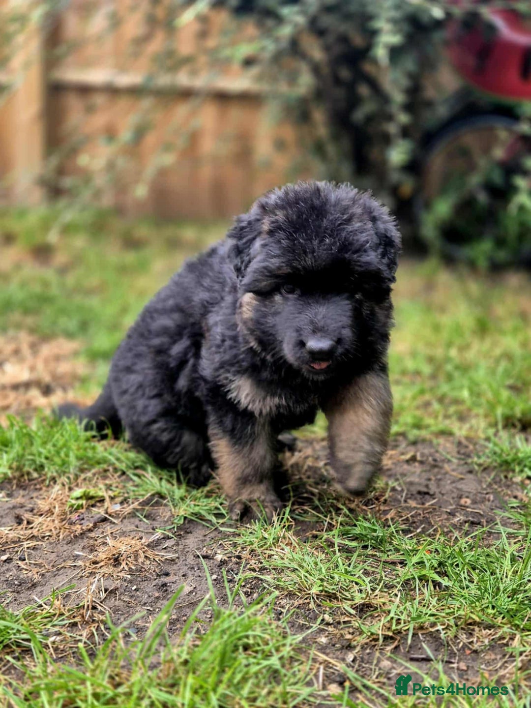 German Shepherd dogs for sale: German Shepherd Puppies - Image 23