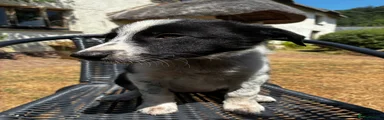 Border Collie 4