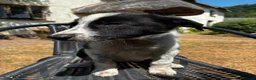 Border Collie dogs for sale: Stunning Border Collies - Advert 3