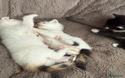 Mixed Breed cats for sale: Half Sphynx  - Image 5