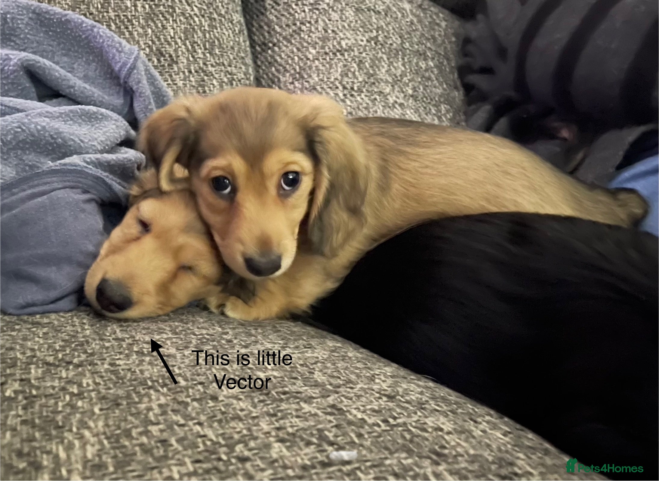 Miniature Dachshund dogs PRA Clear Mini Longhair Dachshunds English Cream  - Advert 13