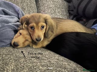 Miniature Dachshund dogs PRA Clear Mini Longhair Dachshunds English Cream - Advert 13
