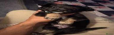 Pomchi 1