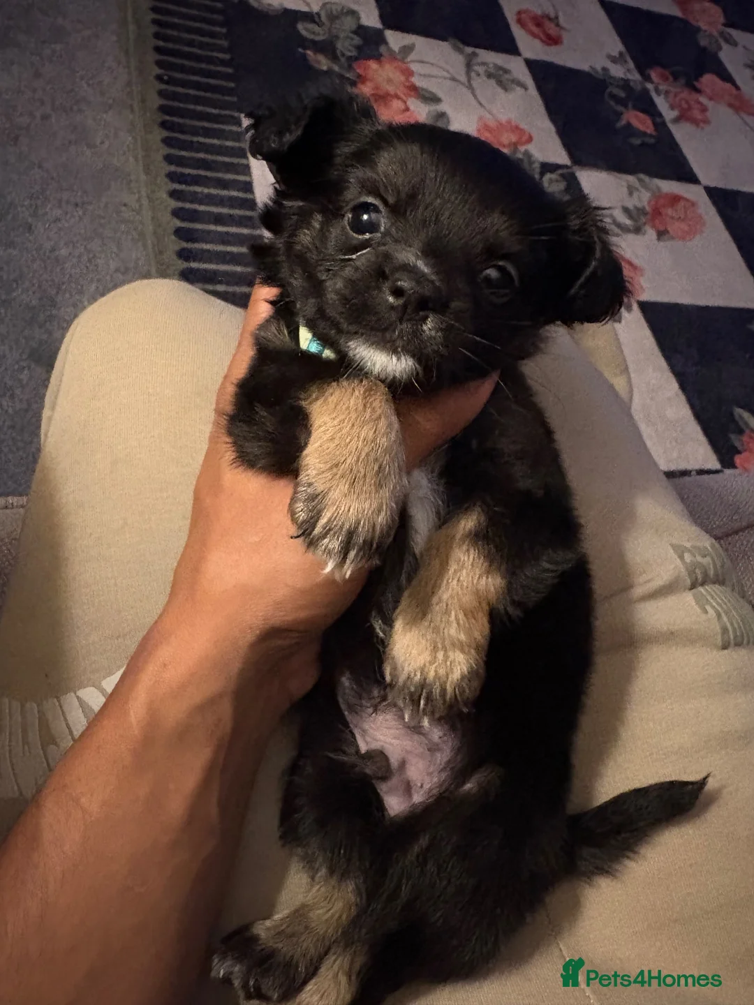 Pomchi dogs for sale: Pompchi puppy  - Advert 2