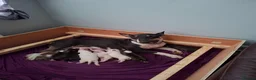 English Bull Terrier dogs for sale: 8 QUALITY BISONBULLIE BABIES  in Slough - Advert 13