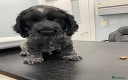 Cocker Spaniel dogs for sale: One beautiful blue roan boy unexpectedly available - Image 4