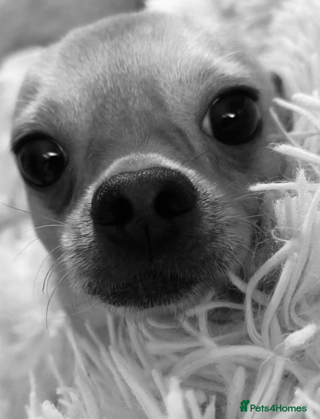 Chihuahua dogs for sale: Tiny Fawn Male Chihuahua  - Advert 1