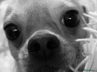 Chihuahua dogs Tiny Fawn Male Chihuahua - Advert 2