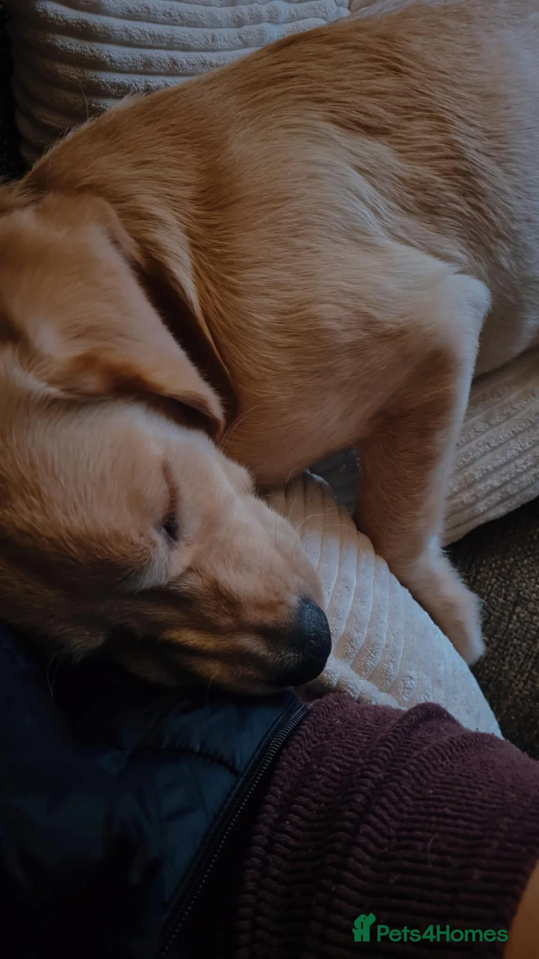 Cockerdor dogs for sale: Milo 7 month  - Advert 9