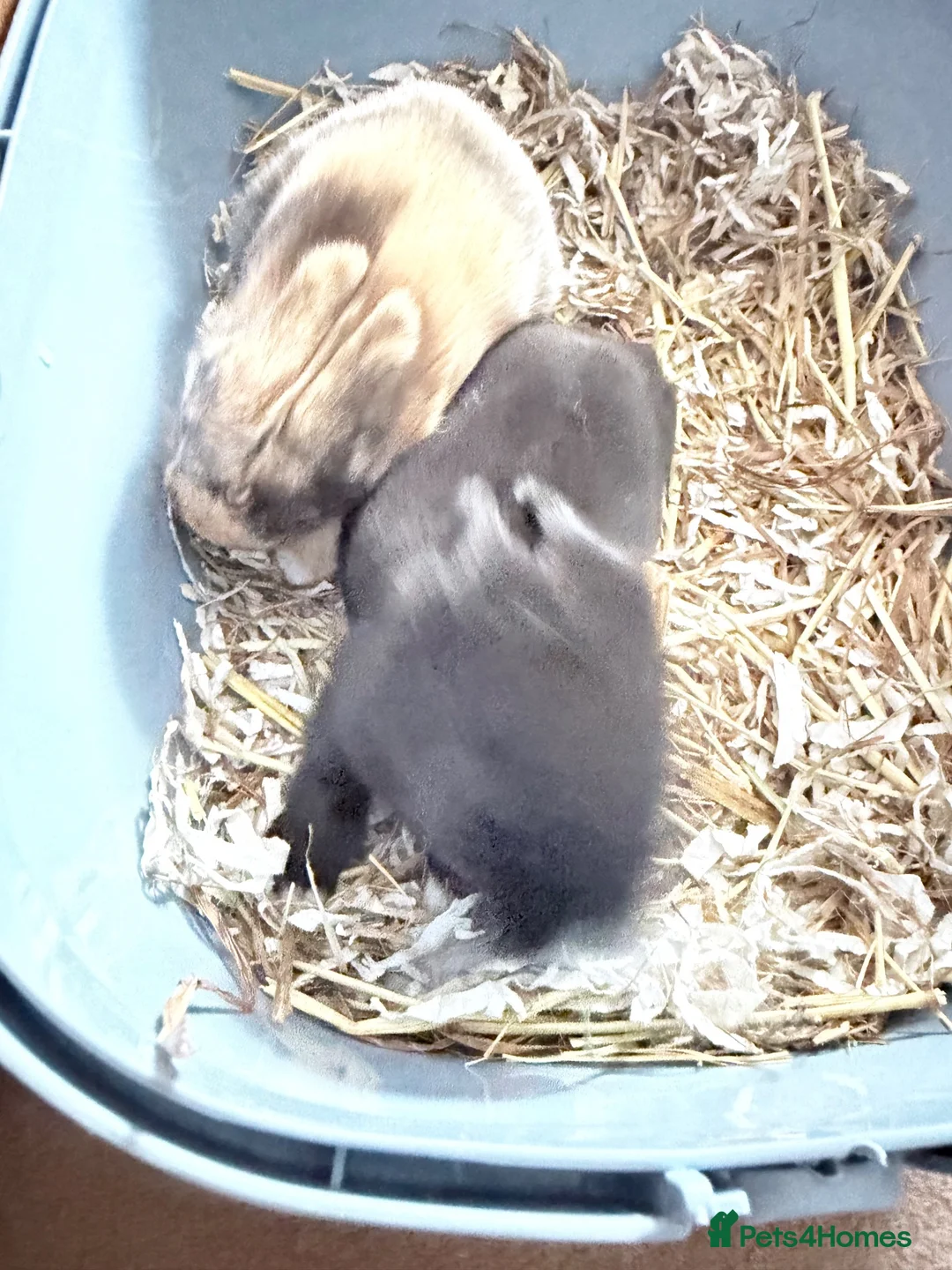 Mixed Breed rabbits for sale: Sell rabbits  in Corby - Advert 3