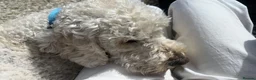 Labradoodle dogs for sale: Labradoodle Puppies - Wonderful Temperaments - Advert 12