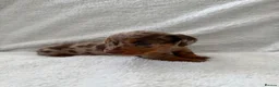 Miniature Dachshund dogs for sale: Exquisite Chocolate  Miniature Dachshunds in Ipswich - Advert 9