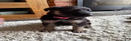 German Shepherd dogs for sale: 11 adorable bouncy German Shepard puppies  - Advert 31