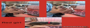 Mixed Breed 6
