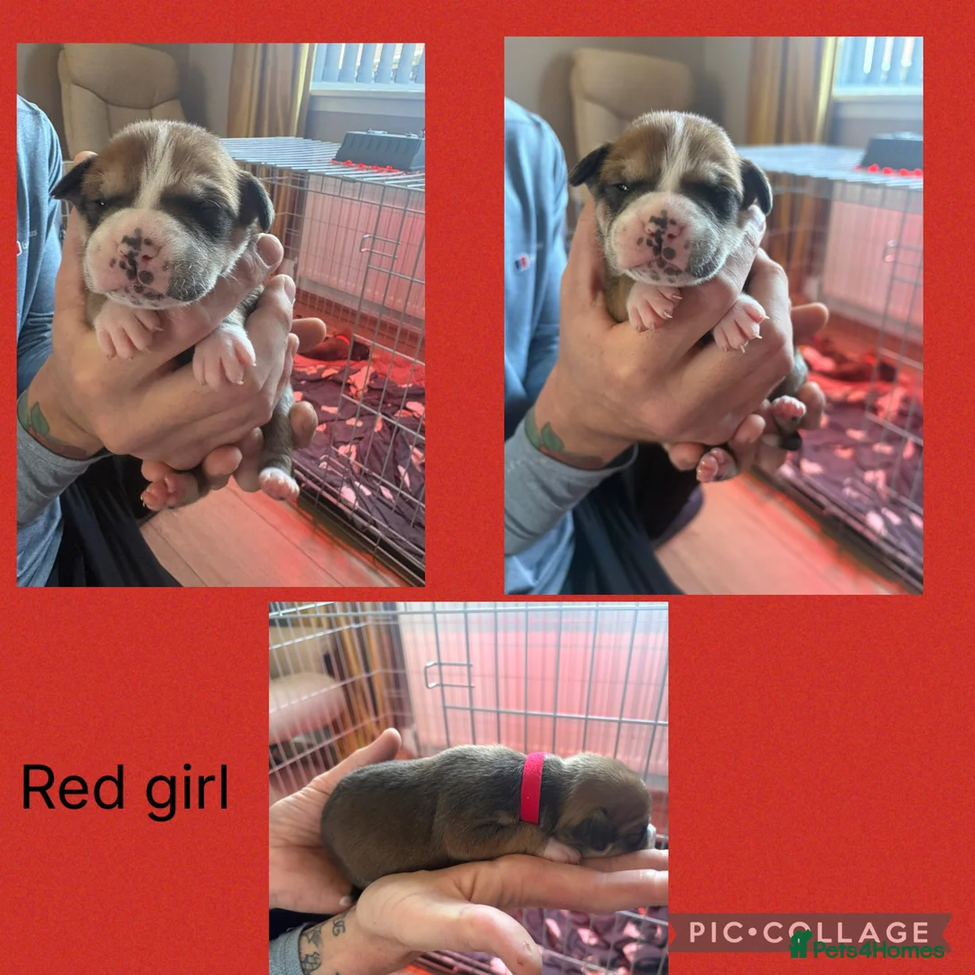 Mixed Breed dogs for sale: American bulldog puppies  - Advert 2