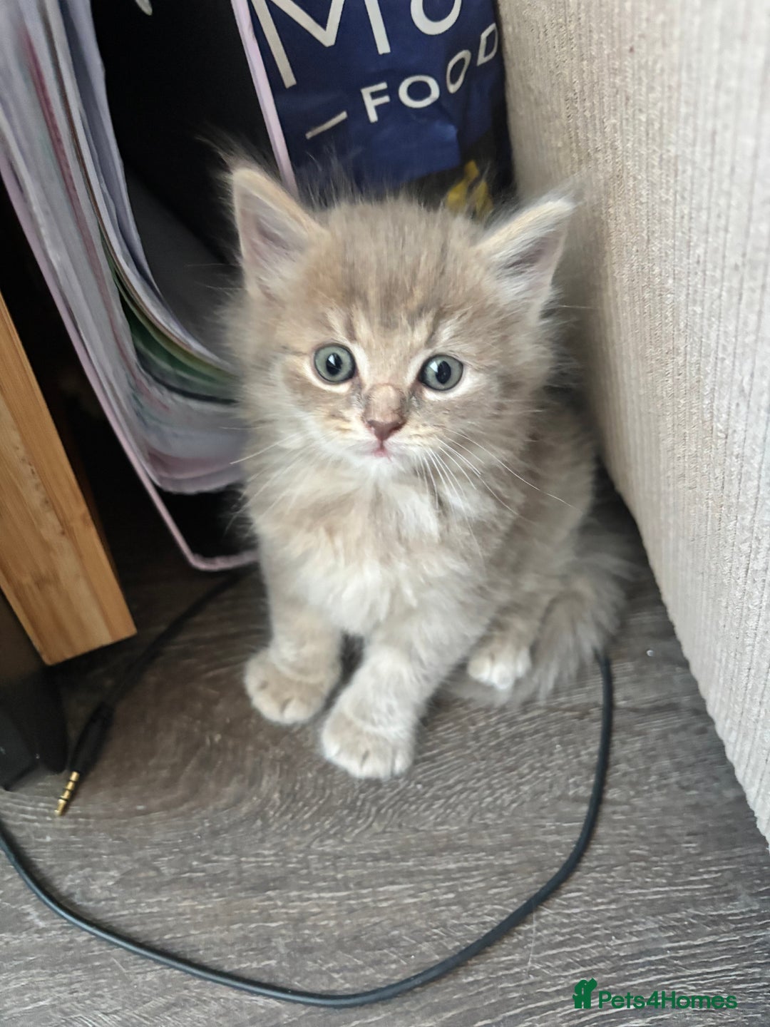 Mixed Breed cats for sale: Stunning Ragdoll x British short hair boy  - Image 7
