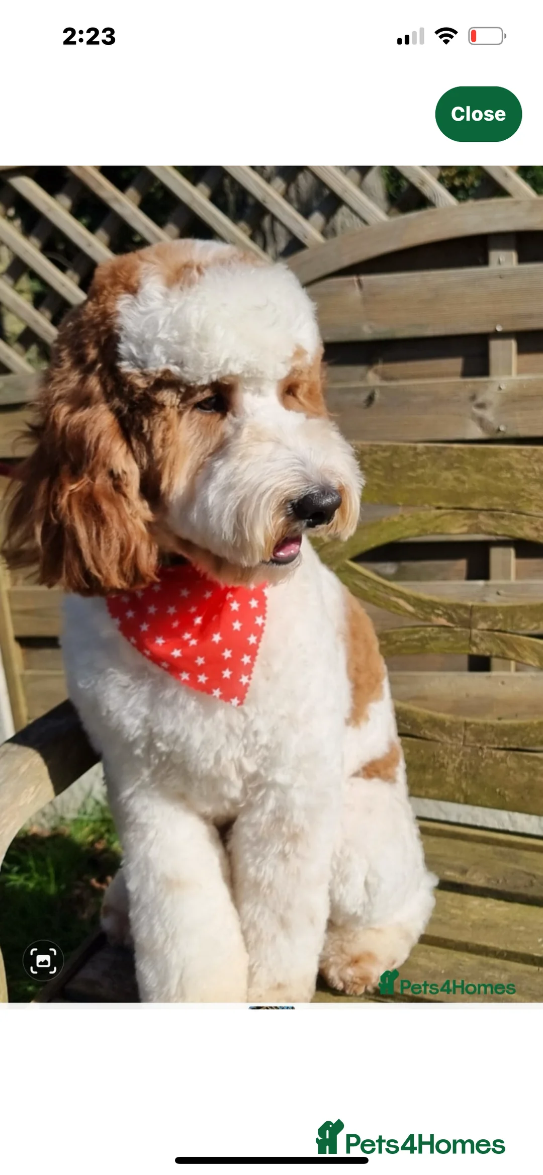 Australian Labradoodle dogs for sale: Beautiful, spoilt Austrian labradoodle puppies  - Advert 16