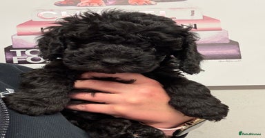 Sproodle dogs F2b Sproodle Puppies 2 boys and 1 girl remaining - Advert 2