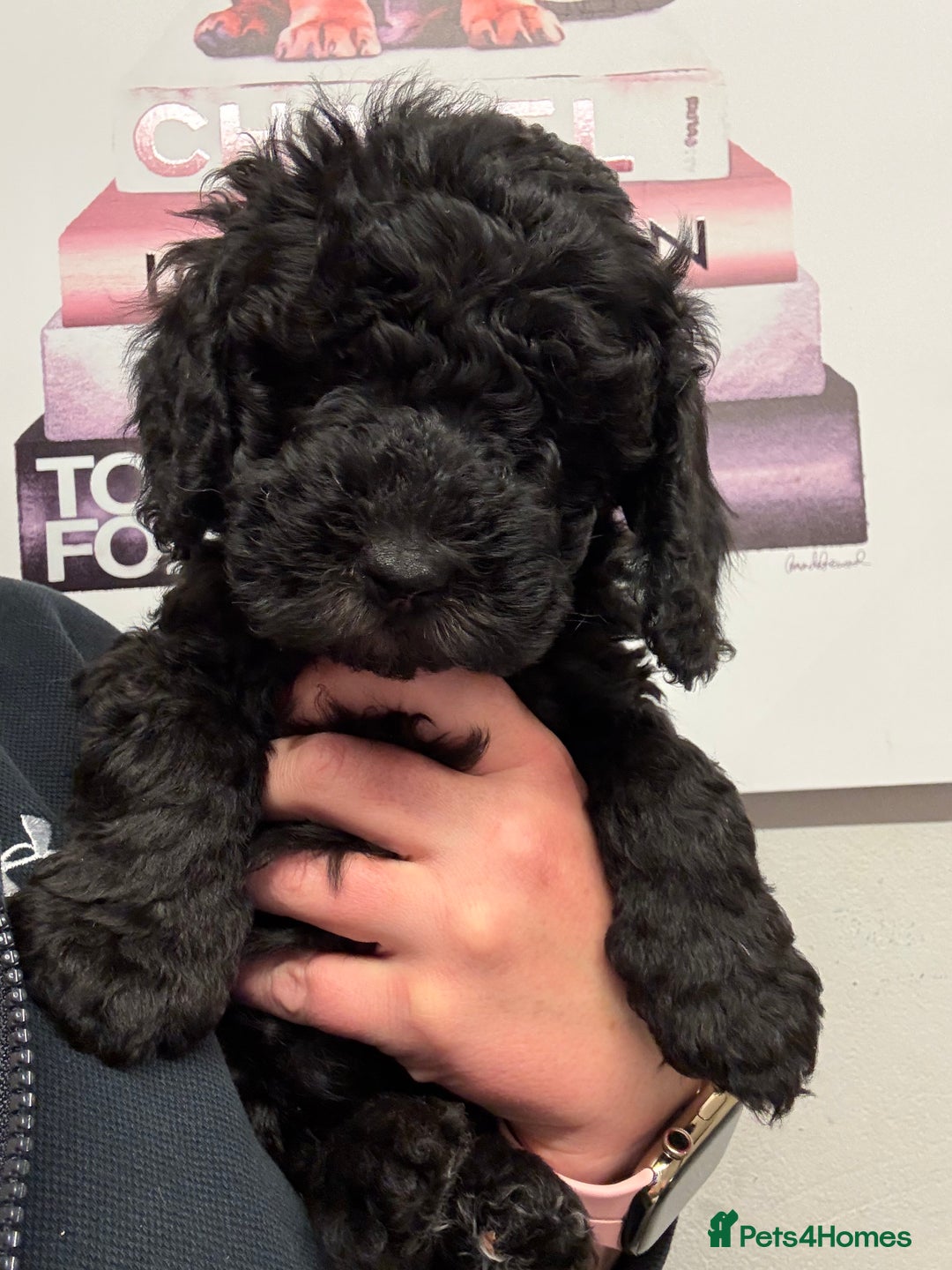 Sproodle dogs for sale: F2b Sproodle Puppies 2 boys and 1 girl remaining - Advert 2