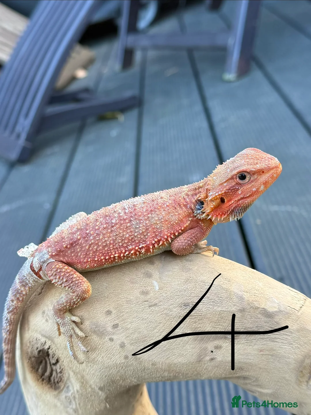 Bearded Dragon reptiles for sale: Bearded Dragon Red Monster Gene - Advert 3